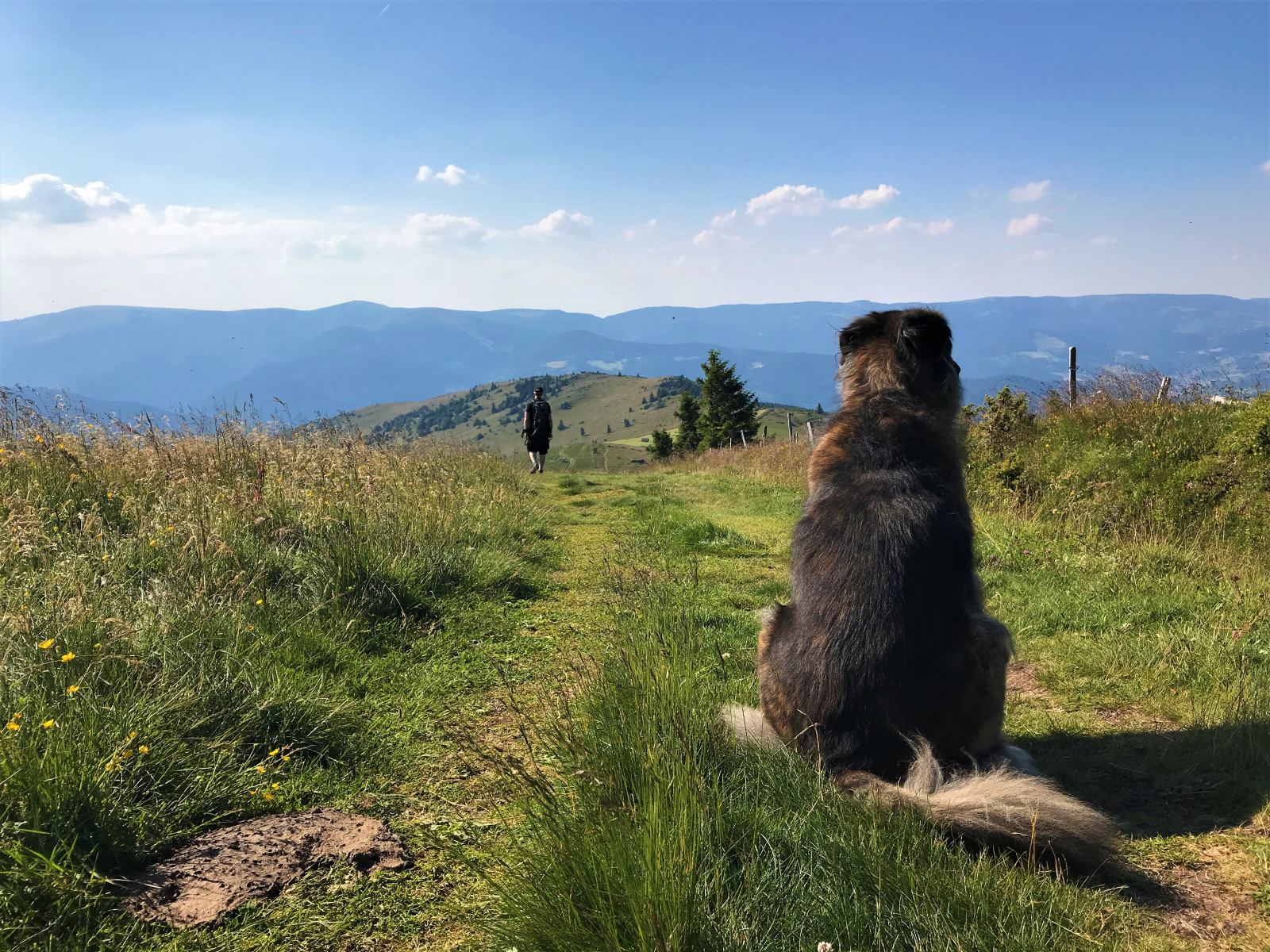 Elsass mit Hund genieen