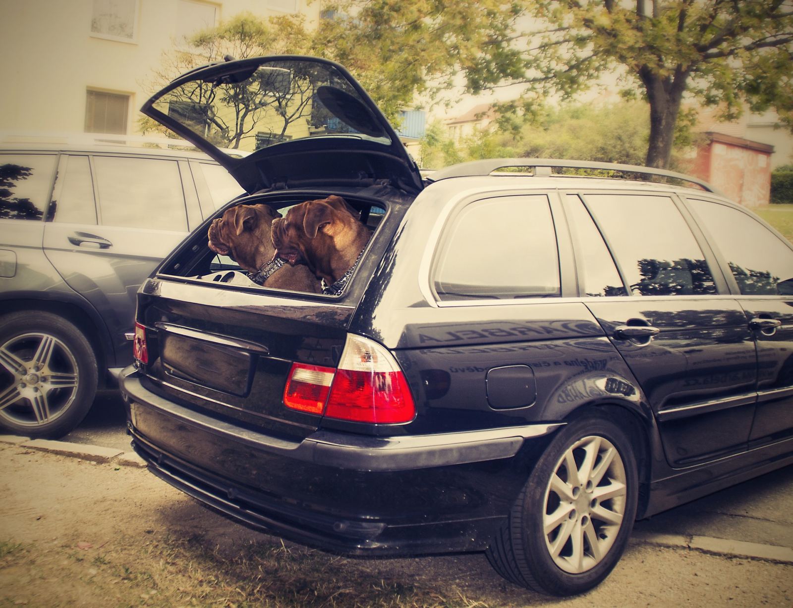 forligsmanden udløb Reskyd Carsharing mit Hund