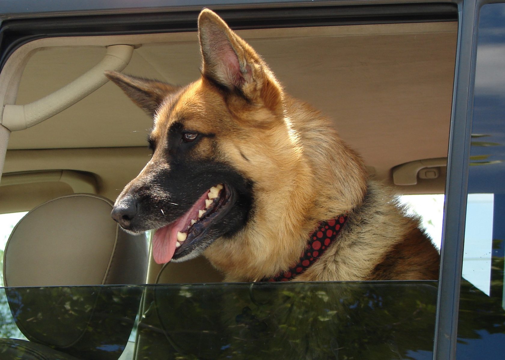 Sicherheit im Auto - mit dem Hund unterwegs