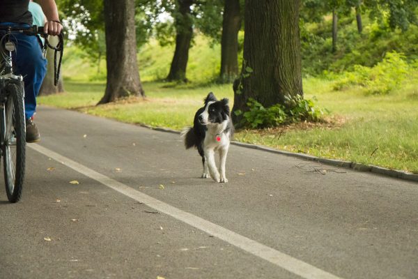 mittelgroßer schwarz-weißer Hund läuft neben Fahrrad her