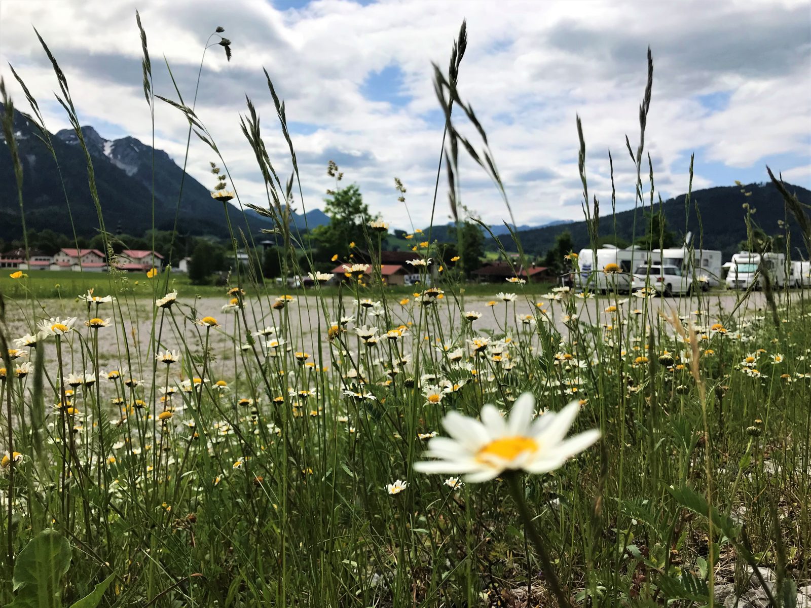 Blick durch eine Wiese voller Margeriten auf einen Campingplatz in den Bergen.