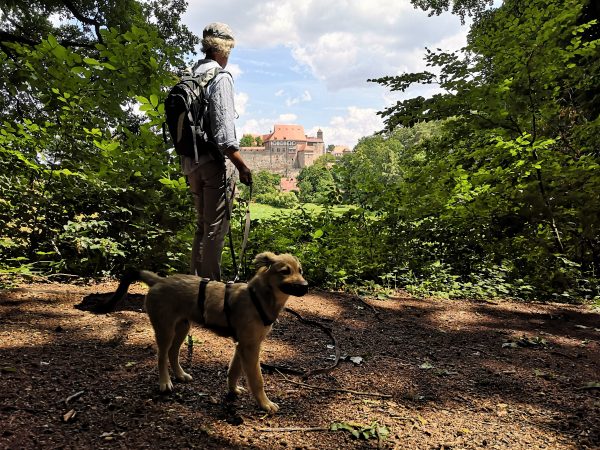 Ein Welpe mit Geschirr steht im Wald. Im Hintergrund sieht man ein Schloss.