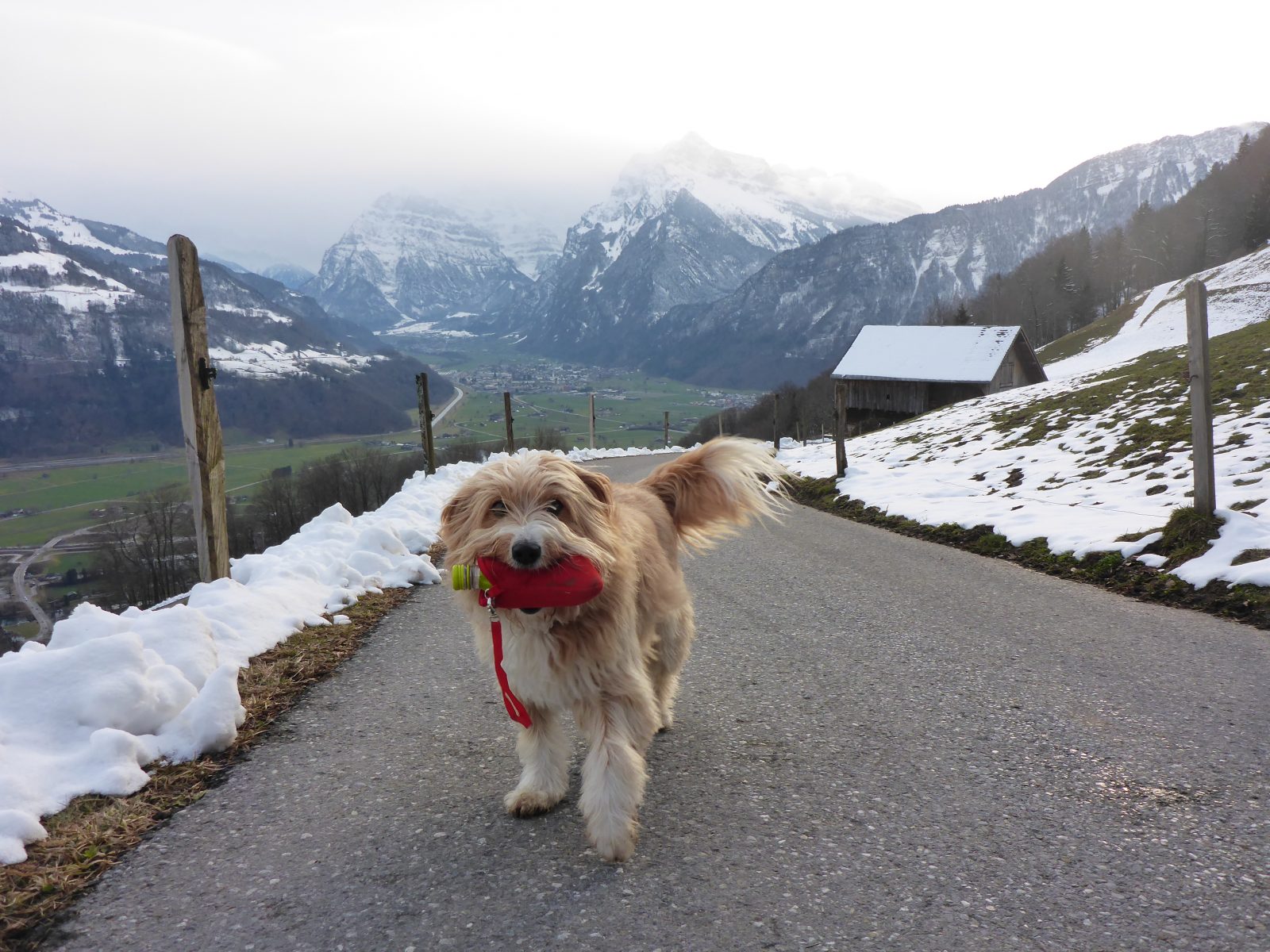 Ein kleiner Hund trägt motiviert eine rote Tasche im Maul.