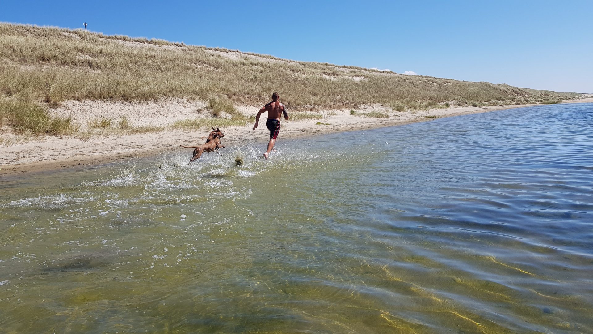 Hunde und Herrchen im vollen Lauf durchs flache Wasser am Strand