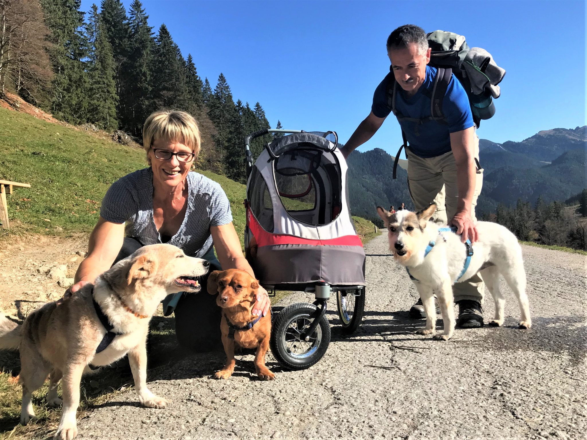 Leben mit einem alten Hund