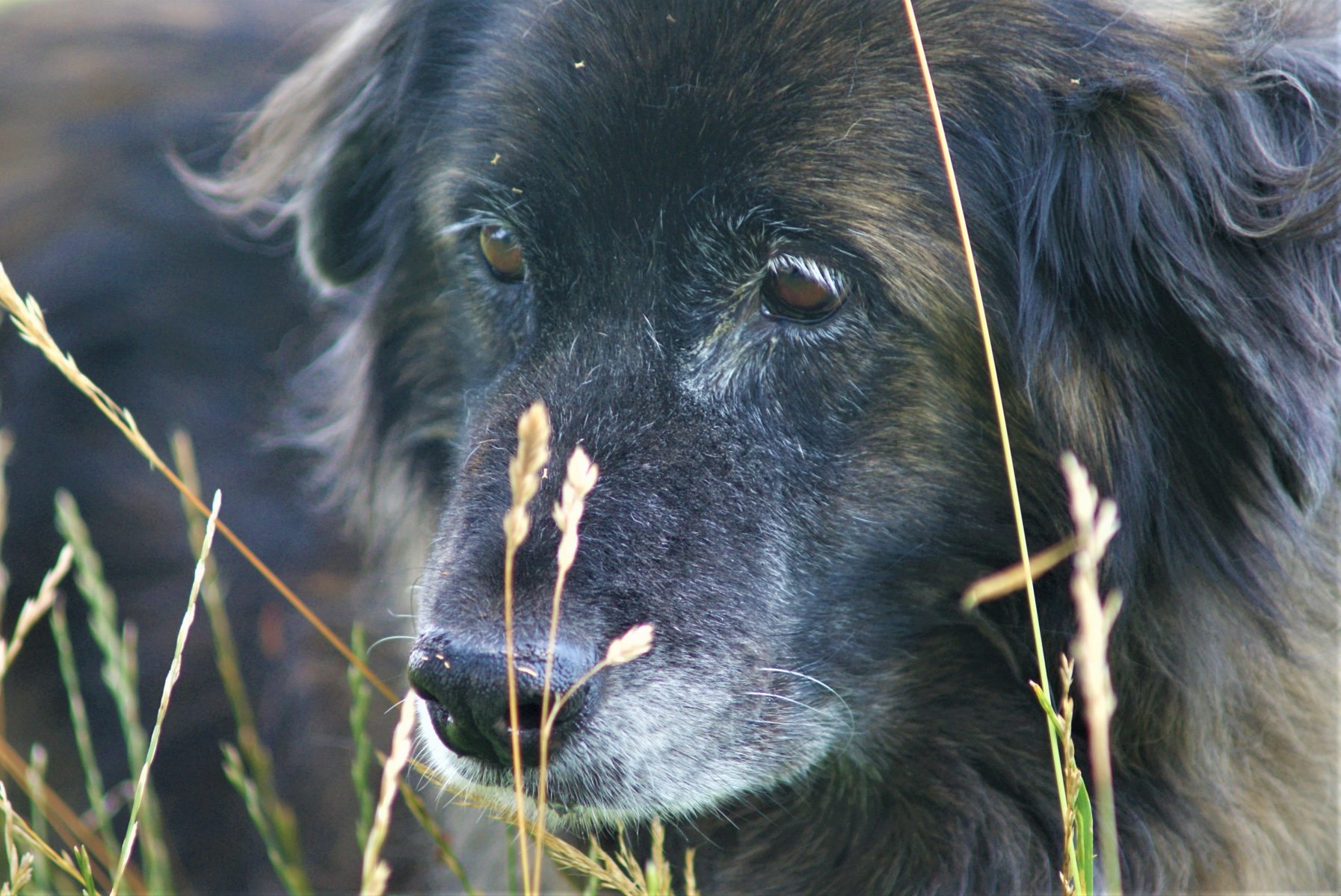 Porträt der 16-jährigen Hündin Hanni. Um die Schnauze ist sie schon sehr grau.