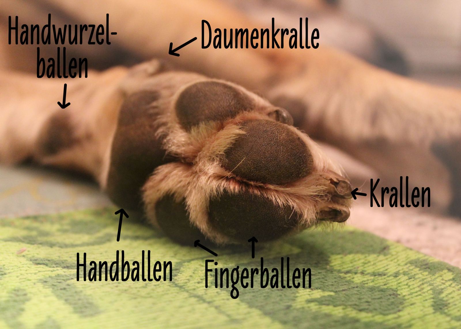 Hund Beisst Sich Die Pfoten