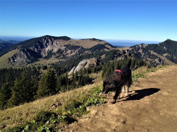 Der Wanderweg mit Hund auf die Rotwand.