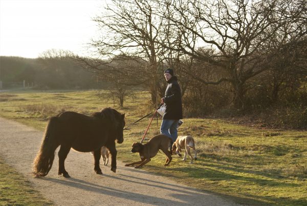 Pony und Hund begegnen sich auf der Straße