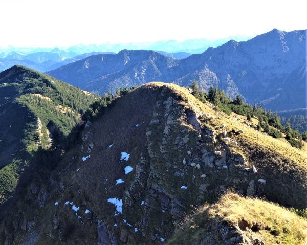 Schafe balancieren am Abgrund der Rotwand.