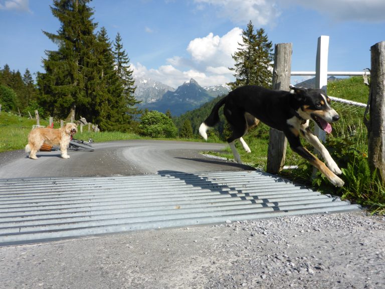 EinsteigerGuide Wandern mit dem Hund