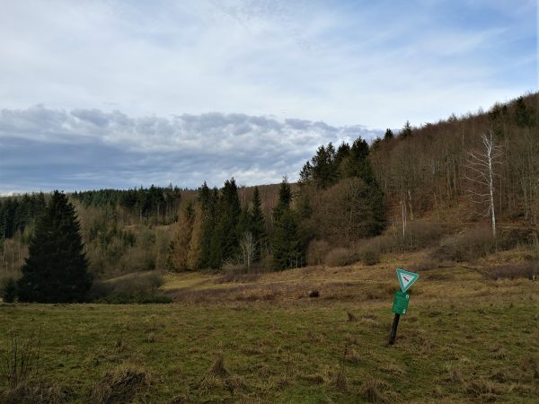 Wir sehen eine weitläufige Wiesenfläche mit Birken, Erlen und Buchen. Das Naturschutzgebiet Tringensteiner Schelde.