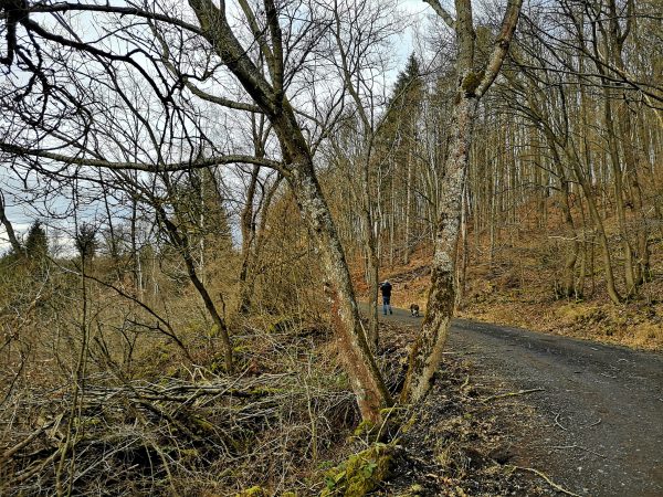 Ein baumbestandener Wanderweg.