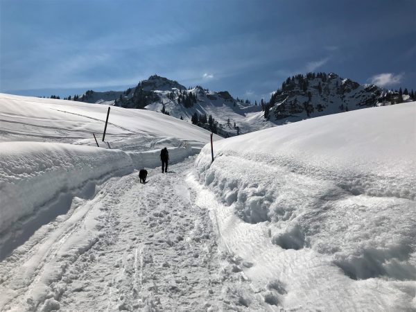 Winterwandern Mit Hund: Das Gilt Es Zu Beachten