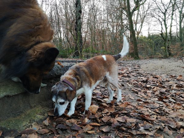 Zwei Hunde schnuppern im Wald