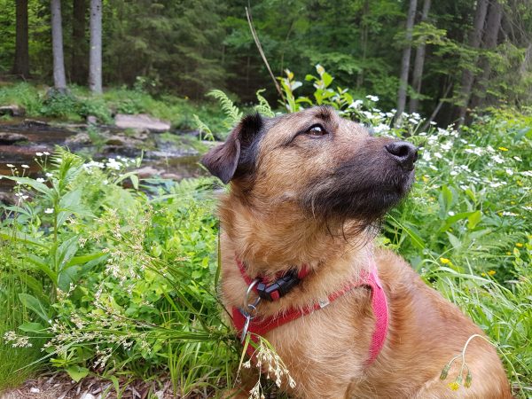 Keksi am Bärentrail