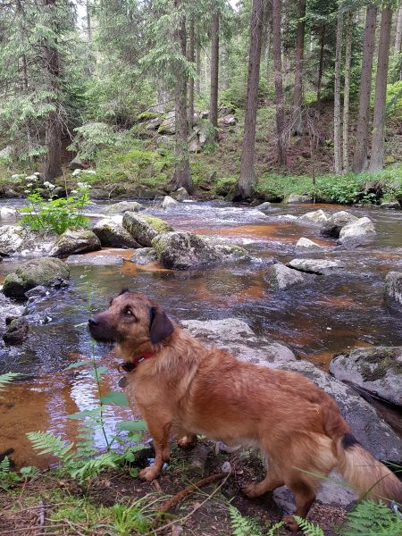Wandern am Bärentrail