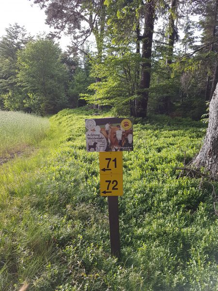 Gib Acht auf das Weidevieh.