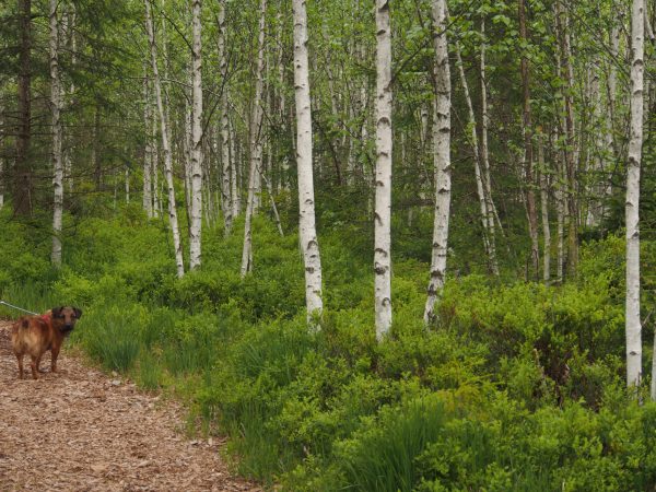 im wunderschönen Tannermoor