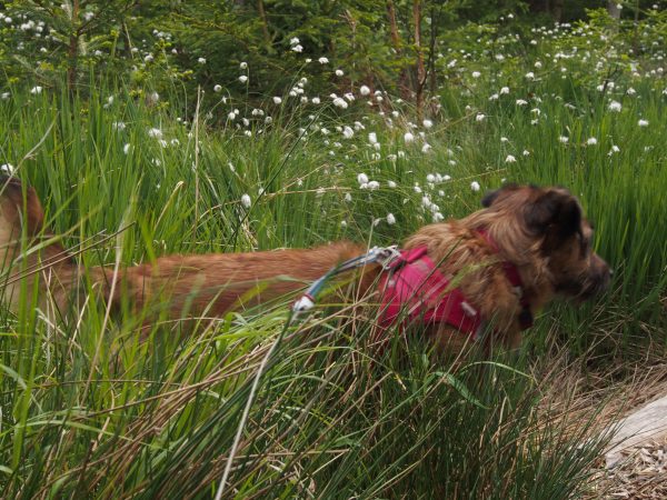 im wunderschönen Tannermoor