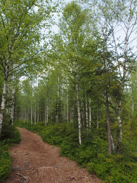im wunderschönen Tannermoor (Oberösterreich)