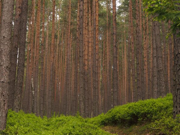 Föhrenwald mit Heidelbeersträuchern