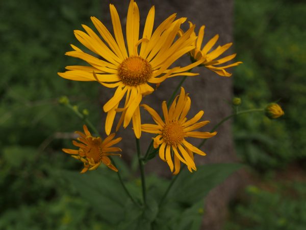 österreichische Gemswurz (?)