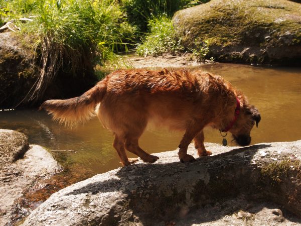 Keksi am Bärentrail