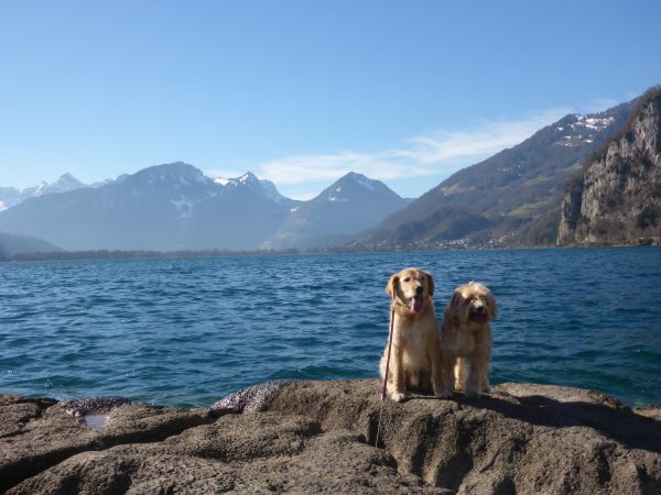 Urlaub mit zwei Hunden