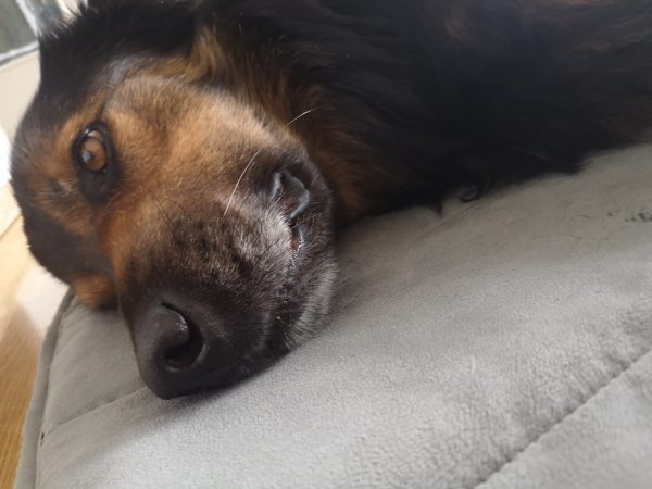 Nahaufnahme von Bruno auf seiner Isomatte