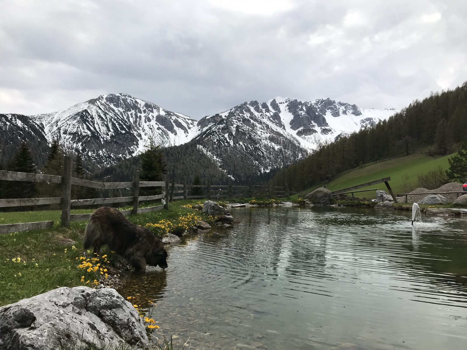 Die Hündin Hanni trinkt beim Wandern aus einem Teich in den Bergen
