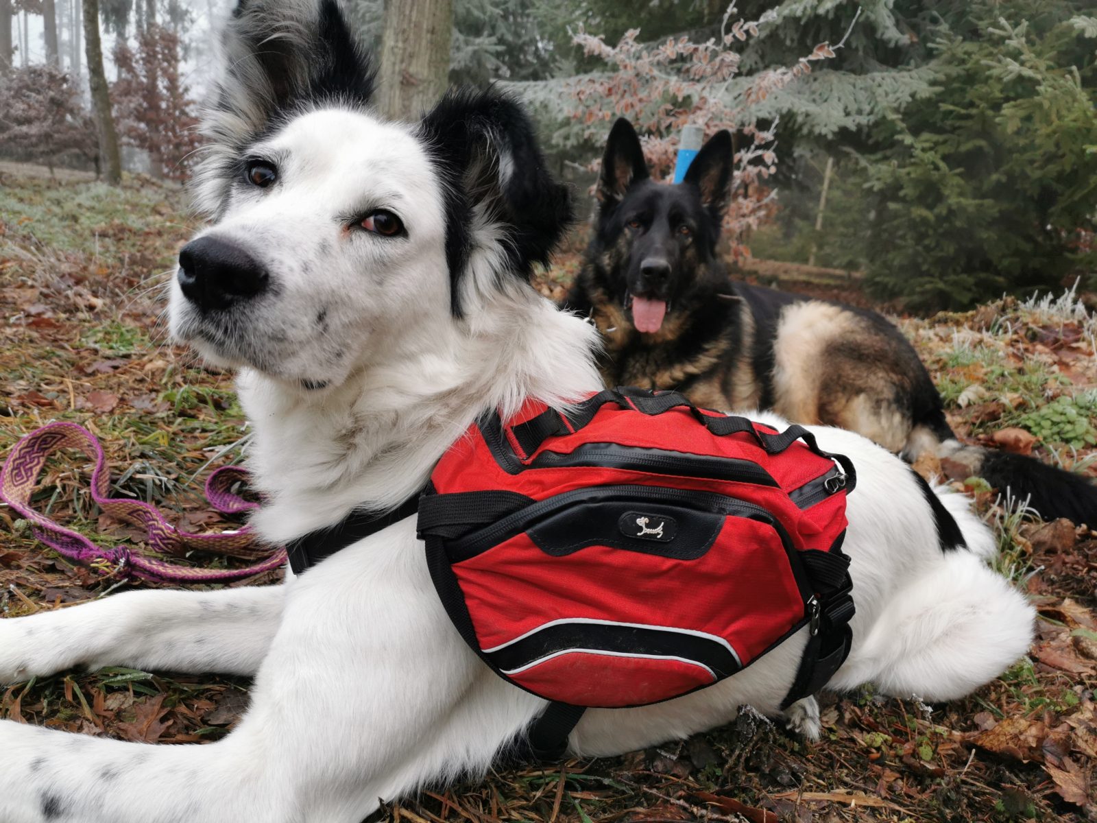 Die mittelgroße weiße Hündin "Socke" trägt einen roten Hunde-Rucksack. Im Hintergrund liegt Schäferhund "Prinz".