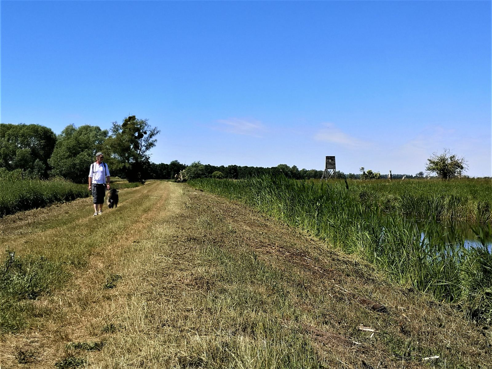 Ein Mann geht mit seinem Hund auf einem Wiesenweg entlang des Anklamer Stadtbruchs.