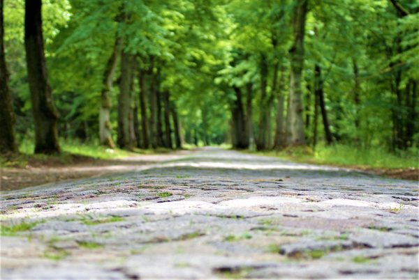 Eine Kopfsteinpflasterallee im Wald.