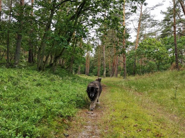 Ein Hund läuft durch den Wald.