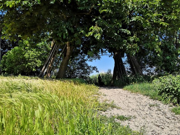 Bäume am Stettiner Haff.