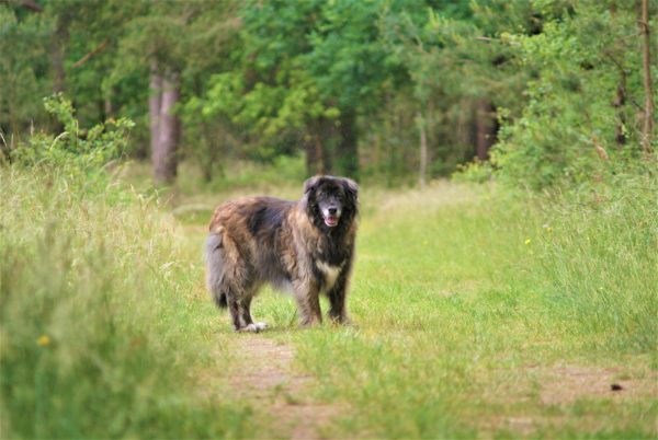 Ein Hund steht auf einem Waldweg am Stettiner Haff.