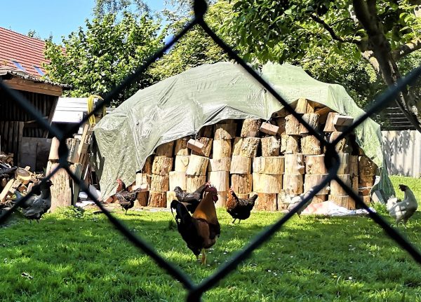 Ein Hahn und Hühner in einem Garten.