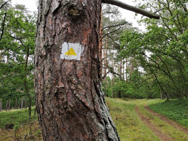 Ein gelbes Dreieck auf einem Baum zeigt die Richtung der Wanderung an.