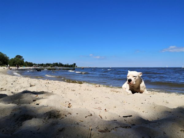Ein weißer Hund liegt am Hundestrand von Ueckermünde.