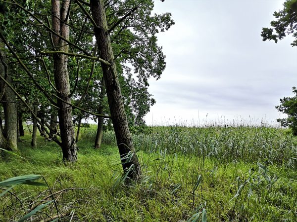 Schilfgürtel und Bäume am Stettiner Haff.