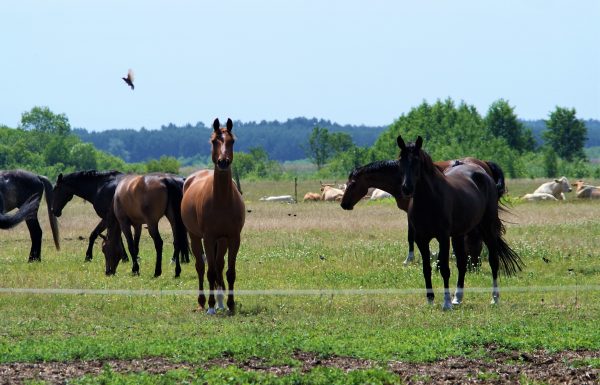 Pferde auf einer Koppel.