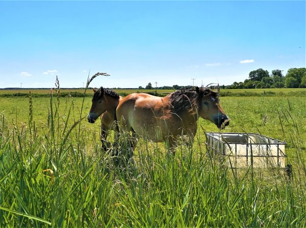 Pferde auf einer Wiese am Stettiner Haff.