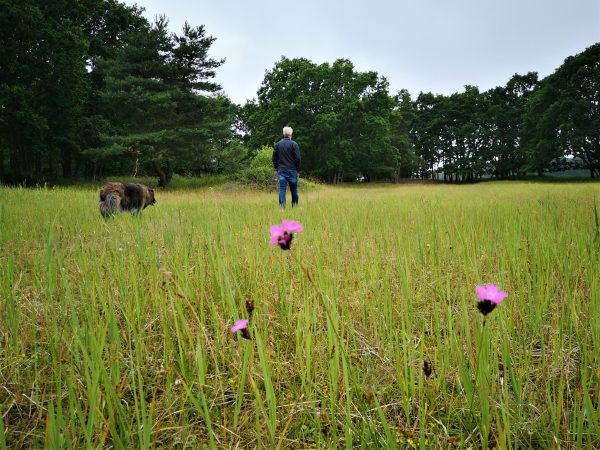 Ein Mann und sein Hund gehen über eine Wiese mit Grasnelken.