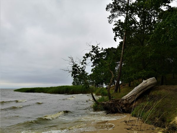 Ein Strand am Stettiner Haff mit Bäumen und Schilf.