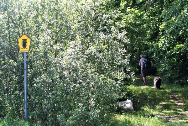 Ein Mann und sein Hund gehen in ein Waldstück.