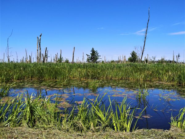 Ein Wasserlauf im Anklamer Stadtbruch.