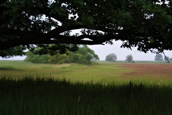 Wiesen am Stettiner Haff.
