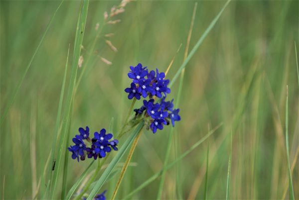 Eine blaue Wildblume.