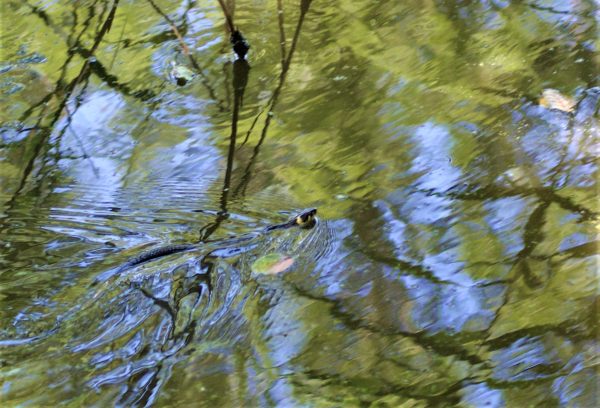 Eine Schlange schwimmt in einem Fluss.
